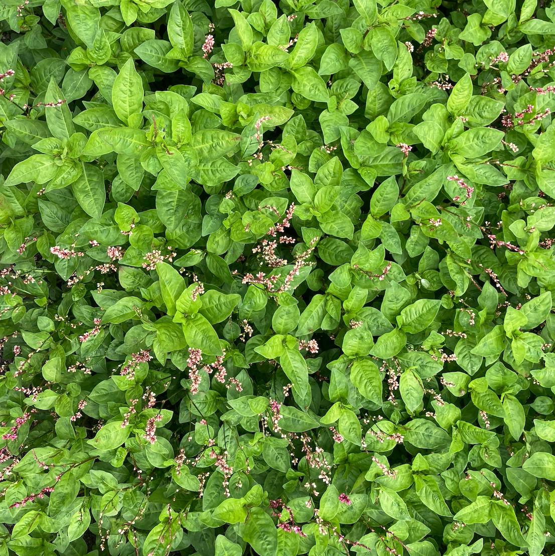 Japanese Indigo (Polygonum tinctorium) 100 seeds