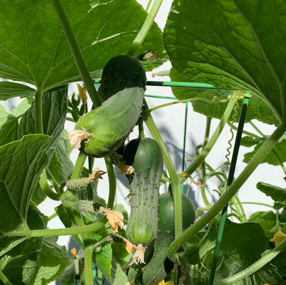 Jackson Supreme Cucumber