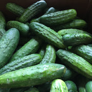 Jackson Supreme Cucumber
