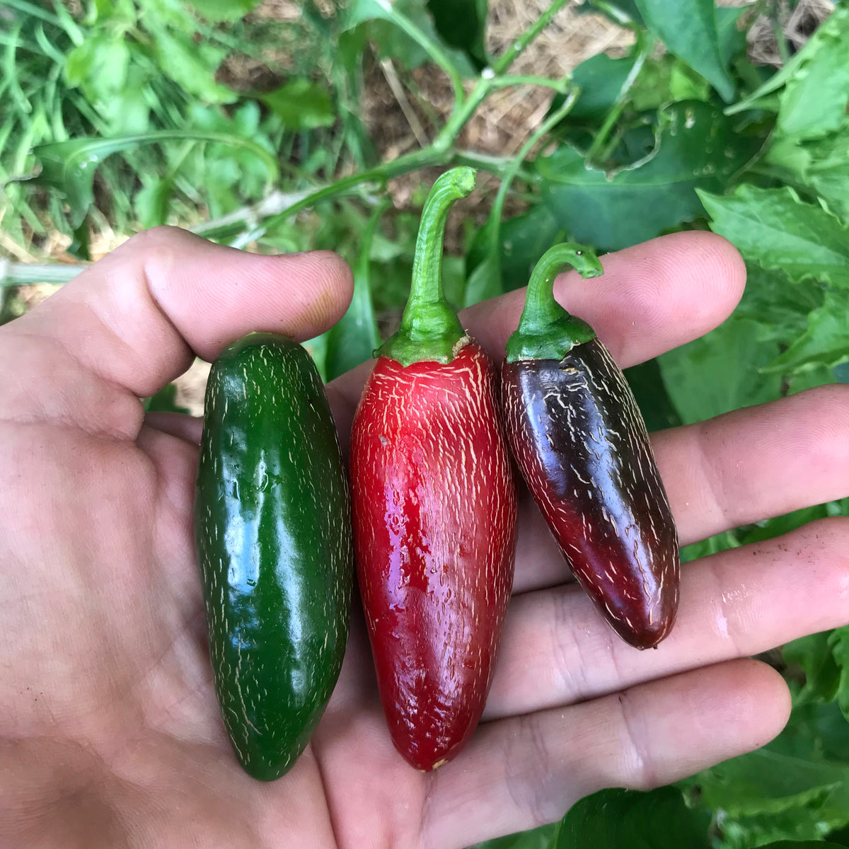 Jalapeño Pepper Seed Packet