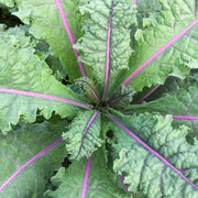 Rainbow Kale