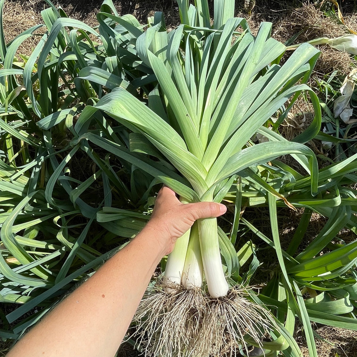 Comanche Leeks 6 pack
