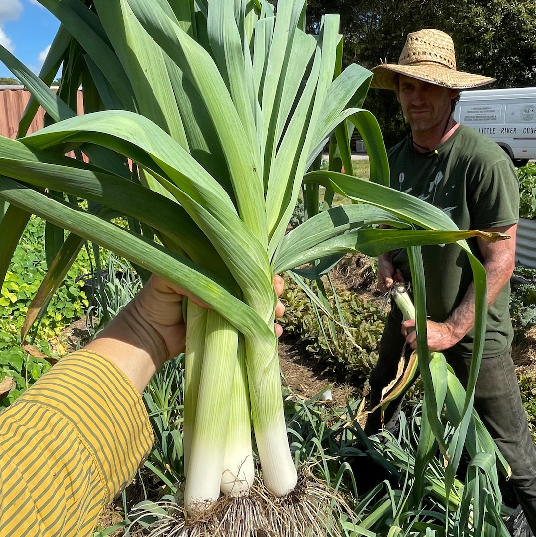 Comanche Leeks 6 pack