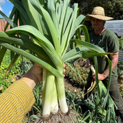 Comanche Leeks 6 pack