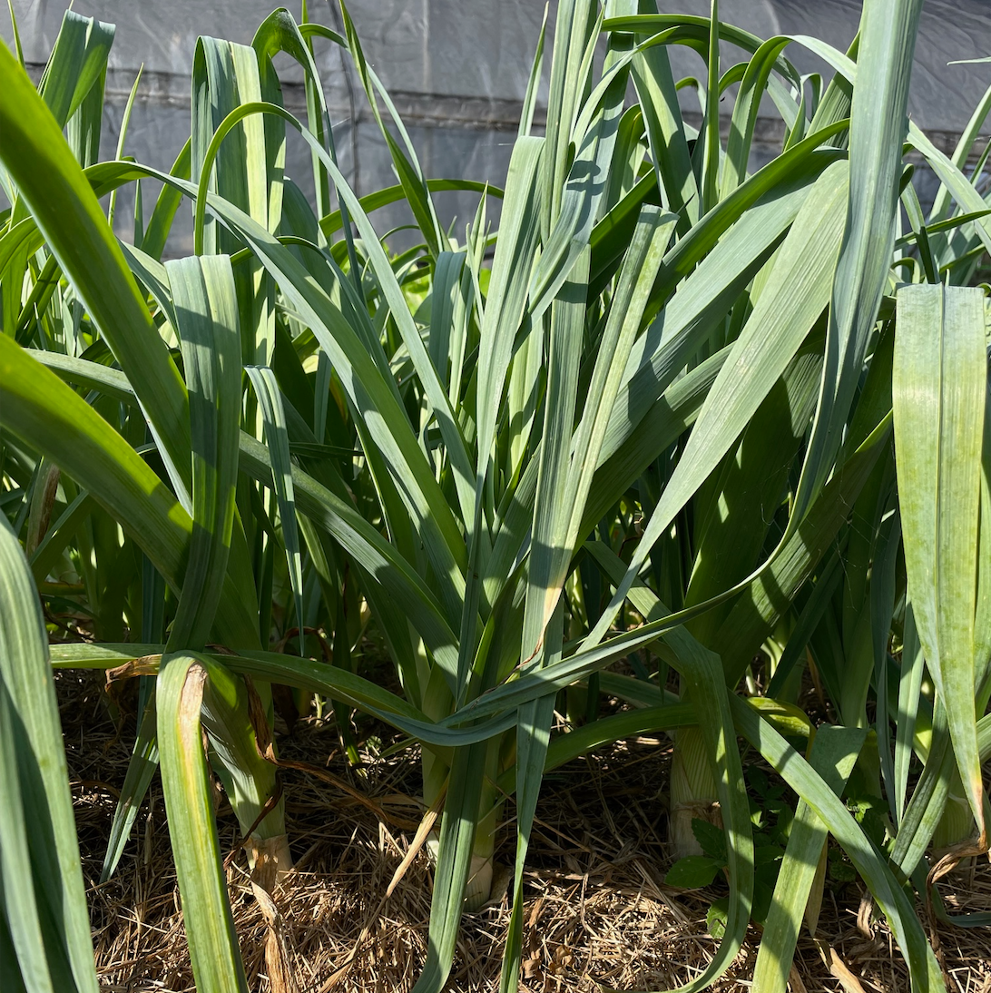 Comanche Leeks 6 pack