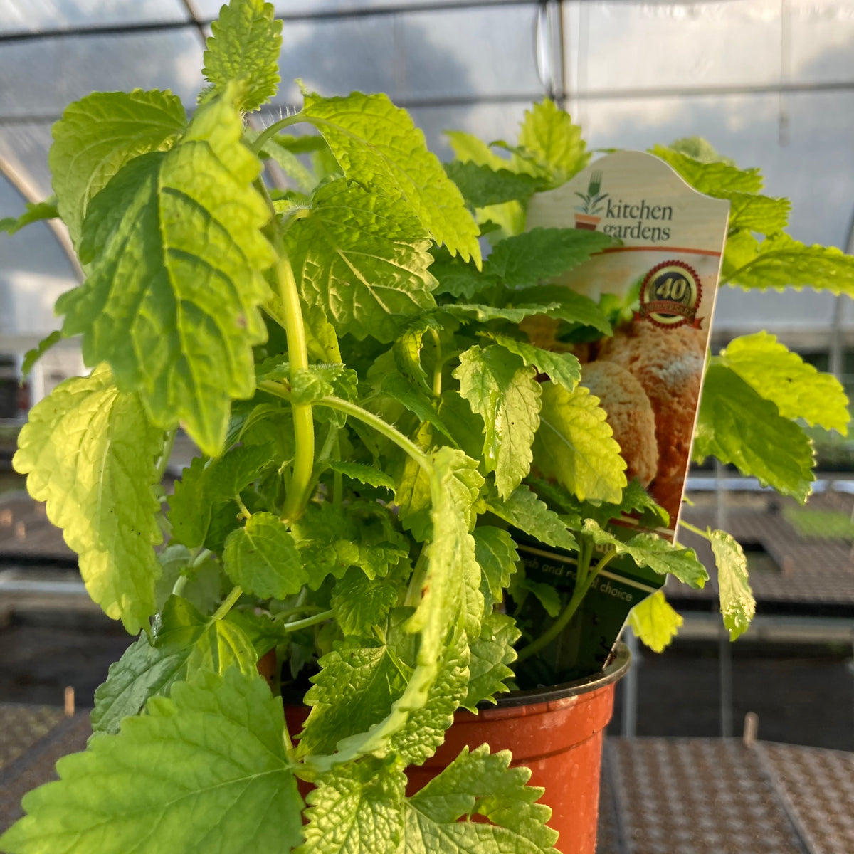 Lemon Balm