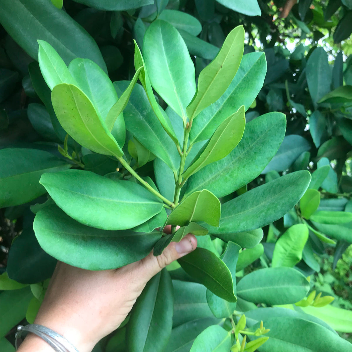 Bay Rum Tree