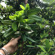 Bay Rum Tree