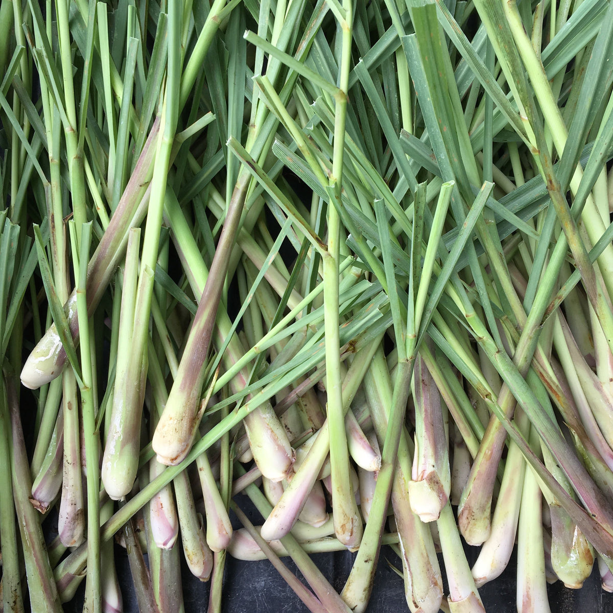 West Indian Lemongrass