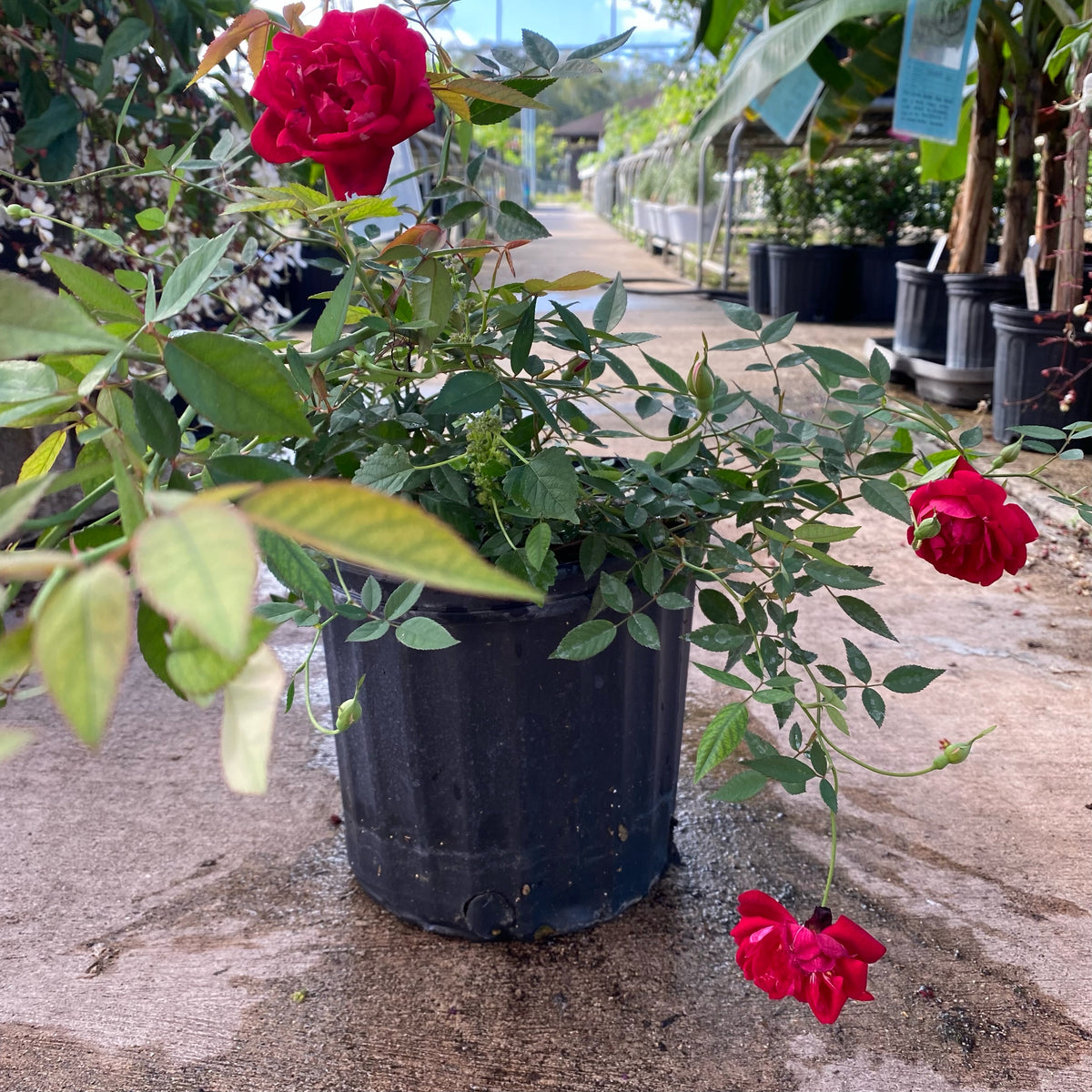Louise Filippe Rose