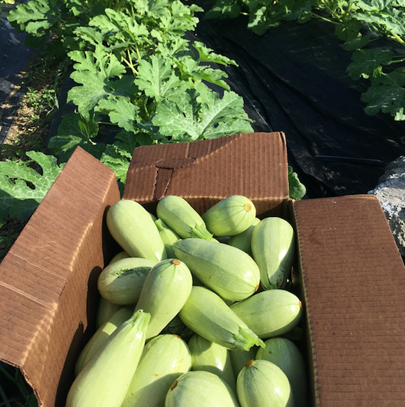 Magda Squash