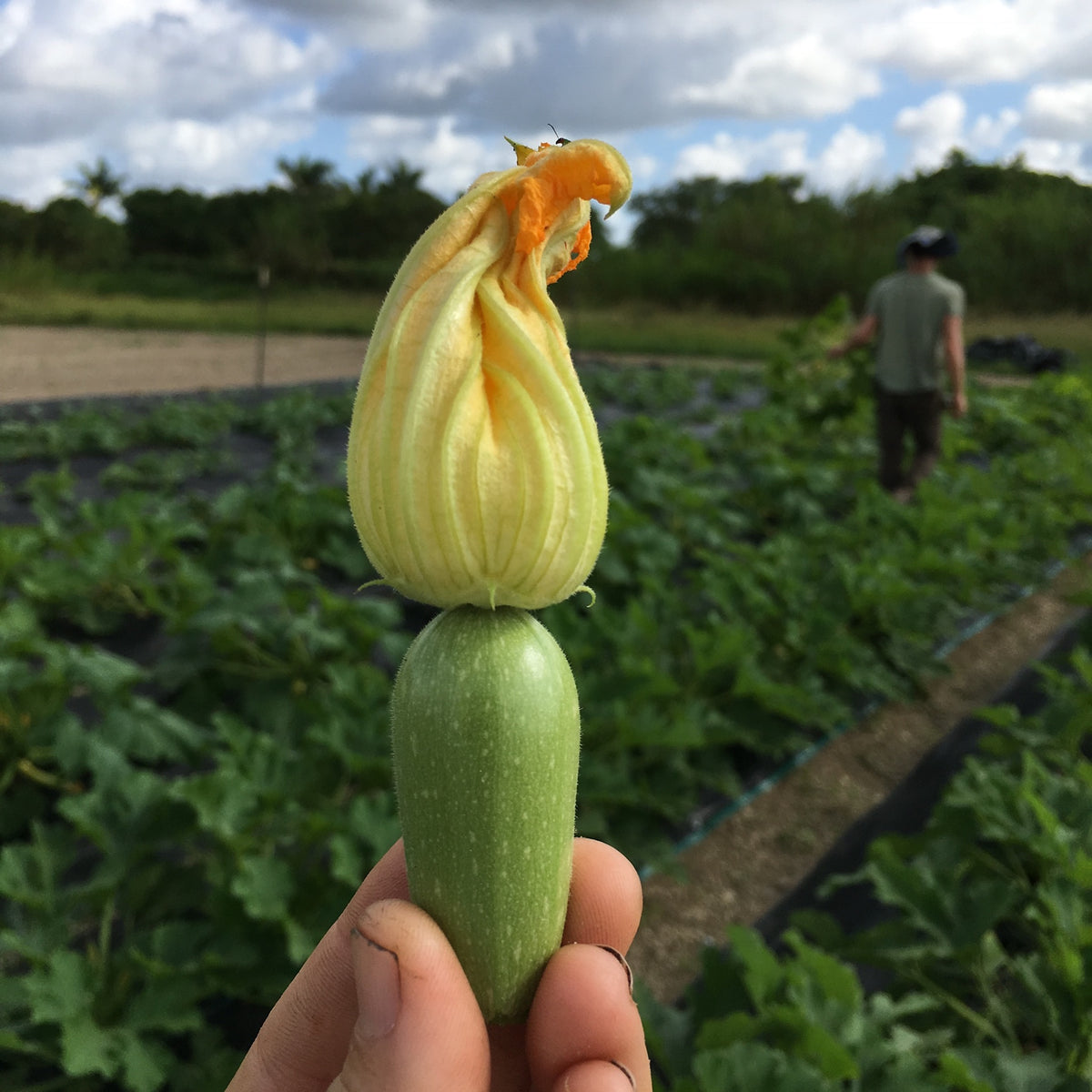 Magda Squash