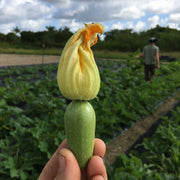 Magda Squash