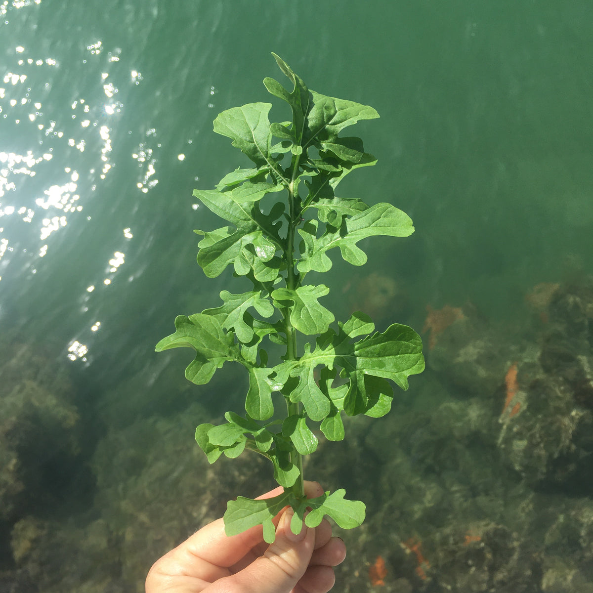 Astro & Esmee Arugula 6 pack