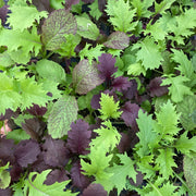 Mixed Mustards - 6 pack