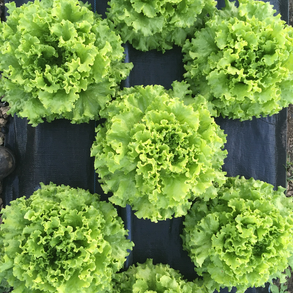 Muir Lettuce