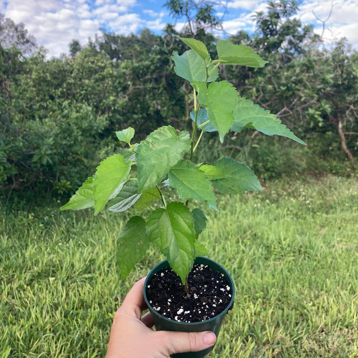 Dwarf Everbearing Mulberry Tree