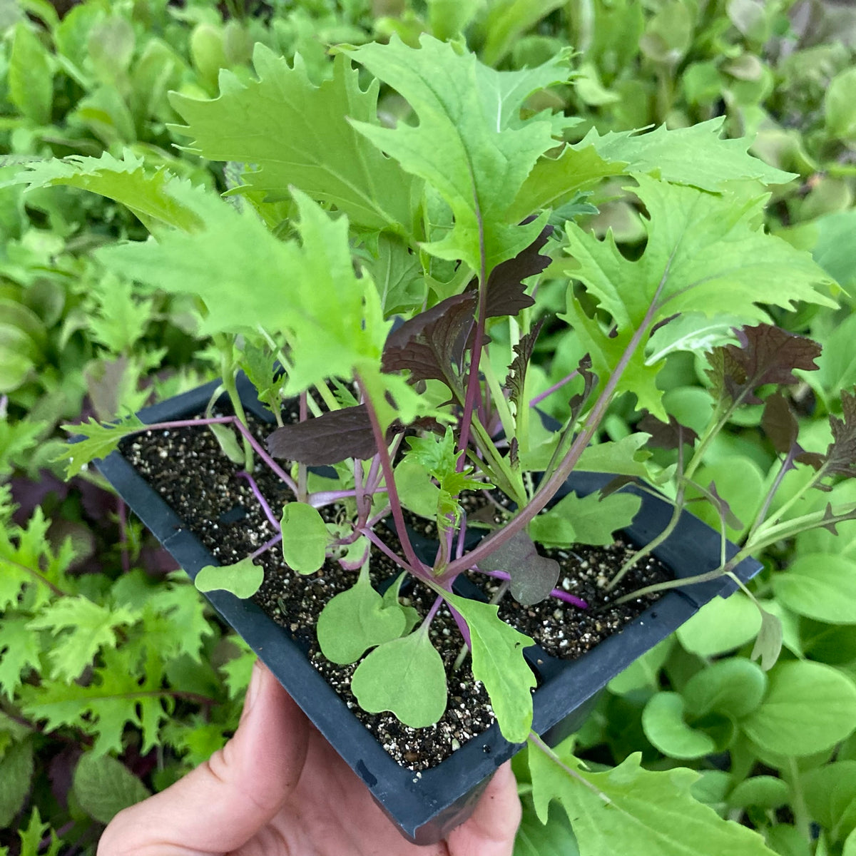 Mixed Mustards - 6 pack