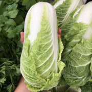 Napa Cabbage