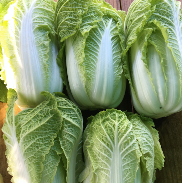 Napa Cabbage