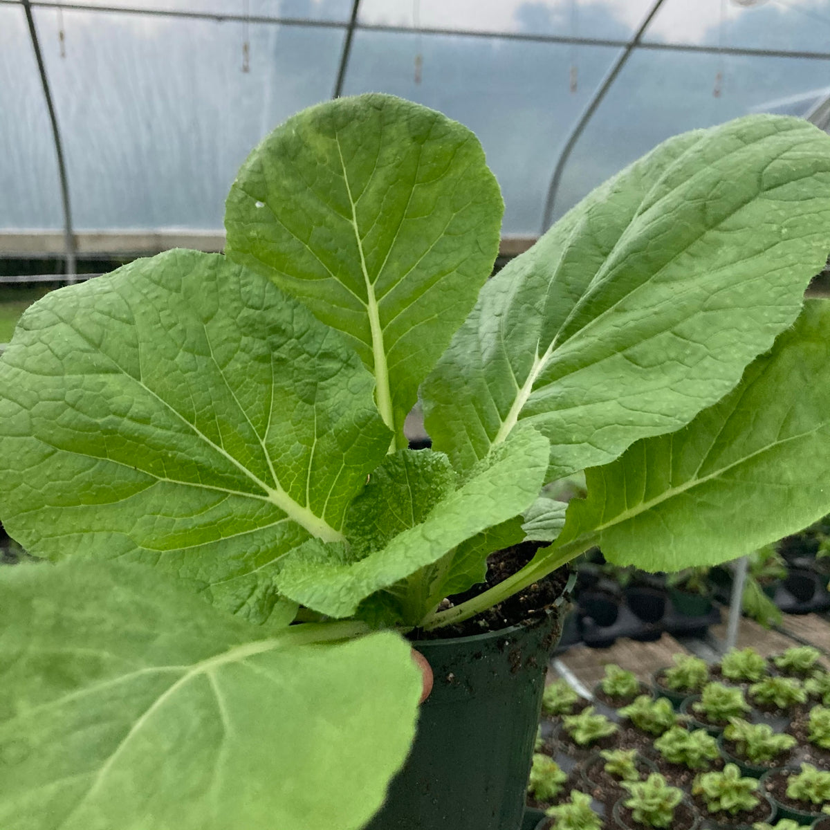 Napa Cabbage