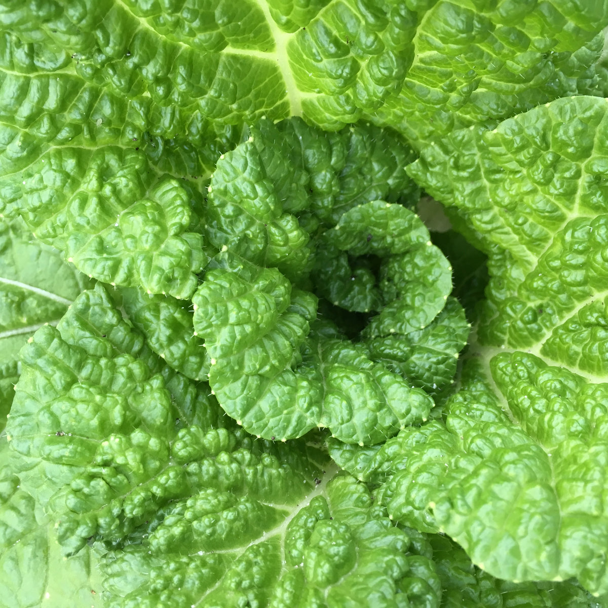 Napa Cabbage