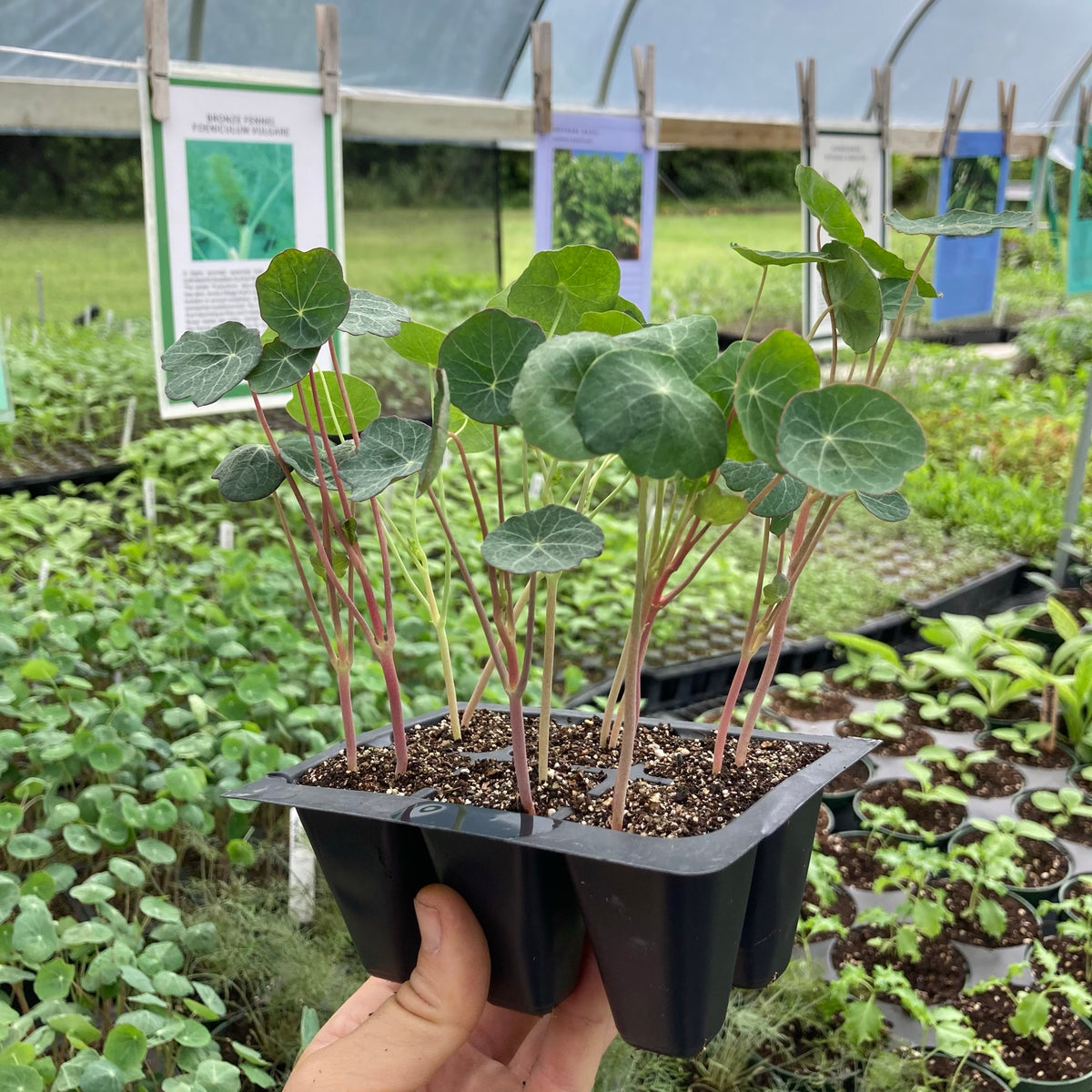 Jewel Mix Nasturtiums - 6 pack