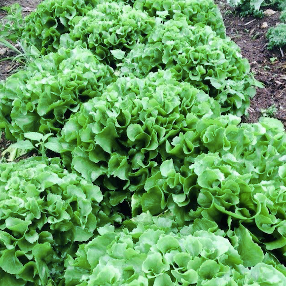 Escarole Natacha