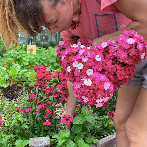 Dianthus