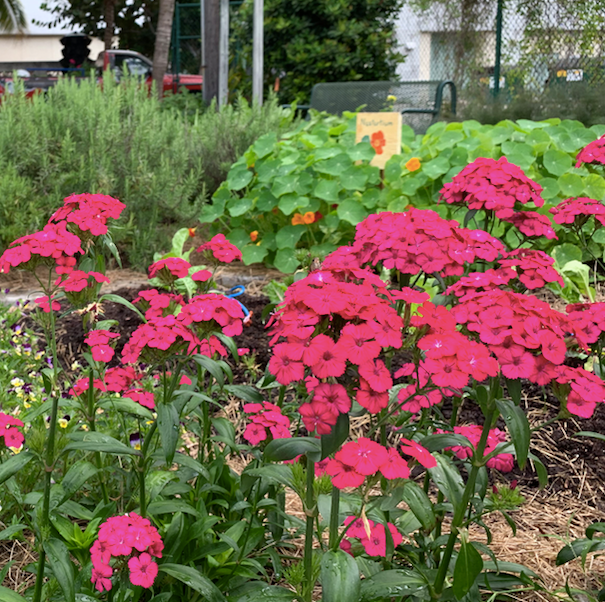 Dianthus