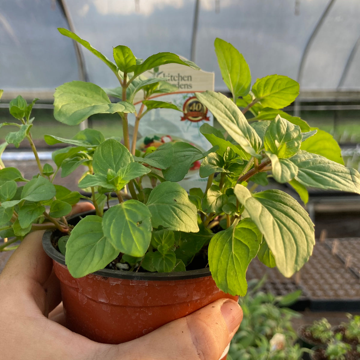 Orange Mint