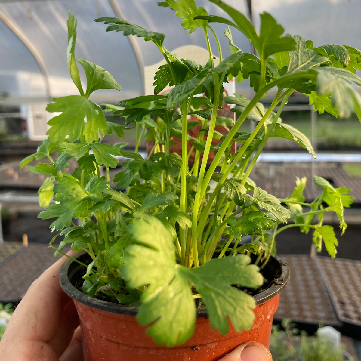 Flat Leaf Parsley
