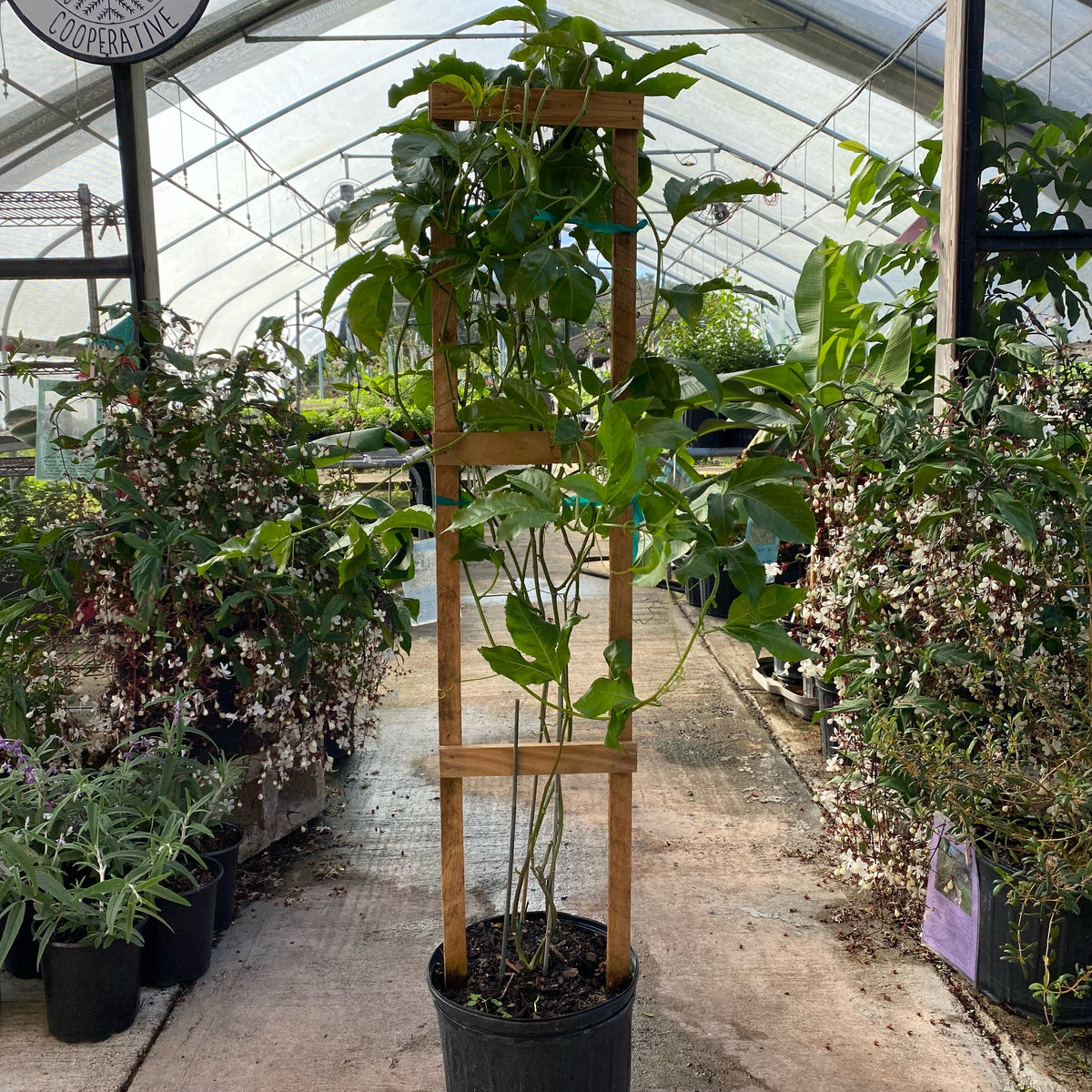 Purple Passionfruit Vine