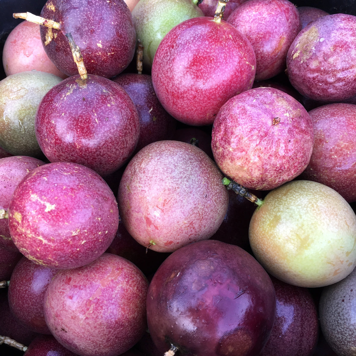 Purple Passionfruit Vine