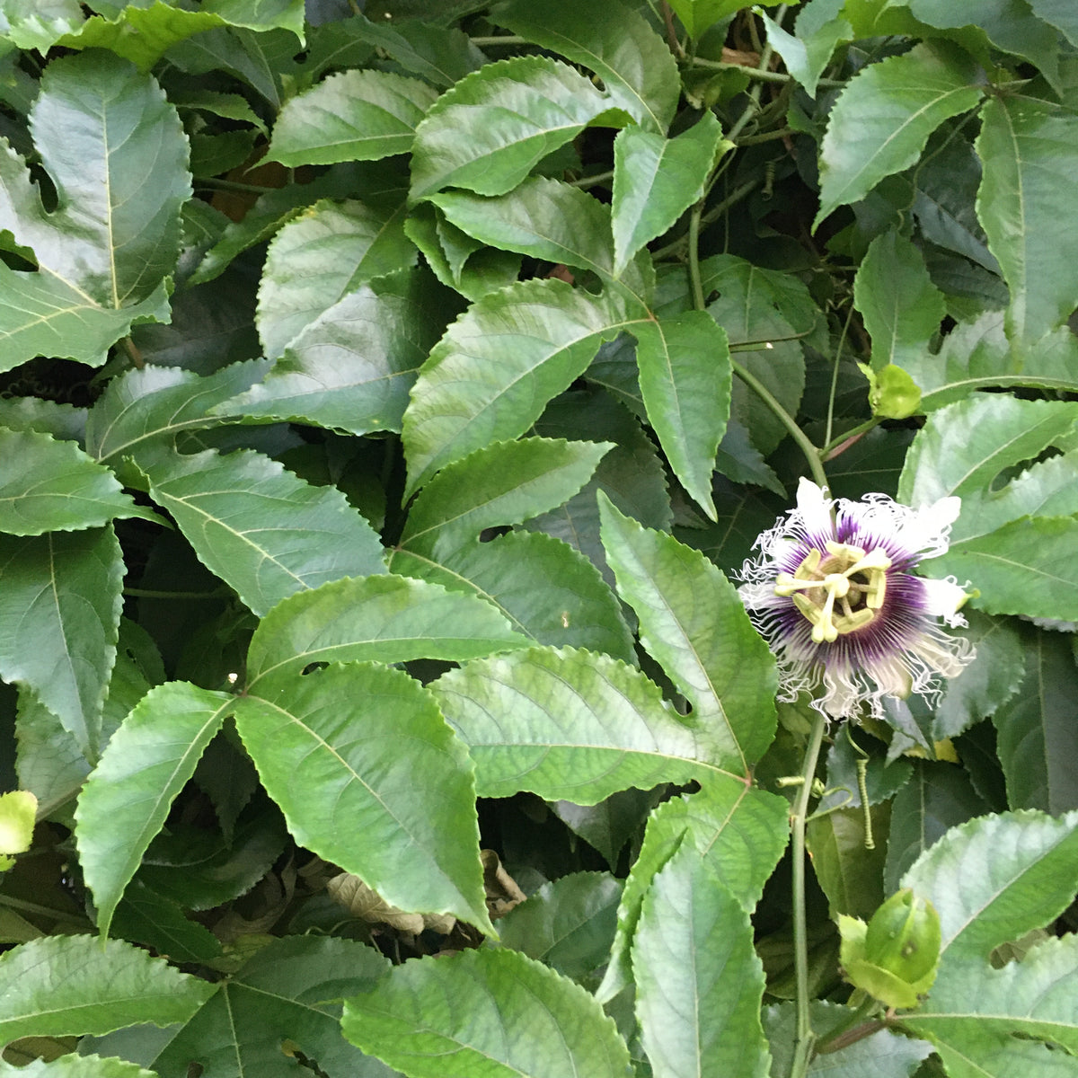 Purple Passionfruit Vine