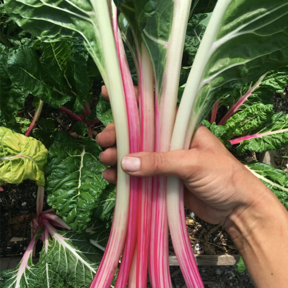 Peppermint Swiss Chard