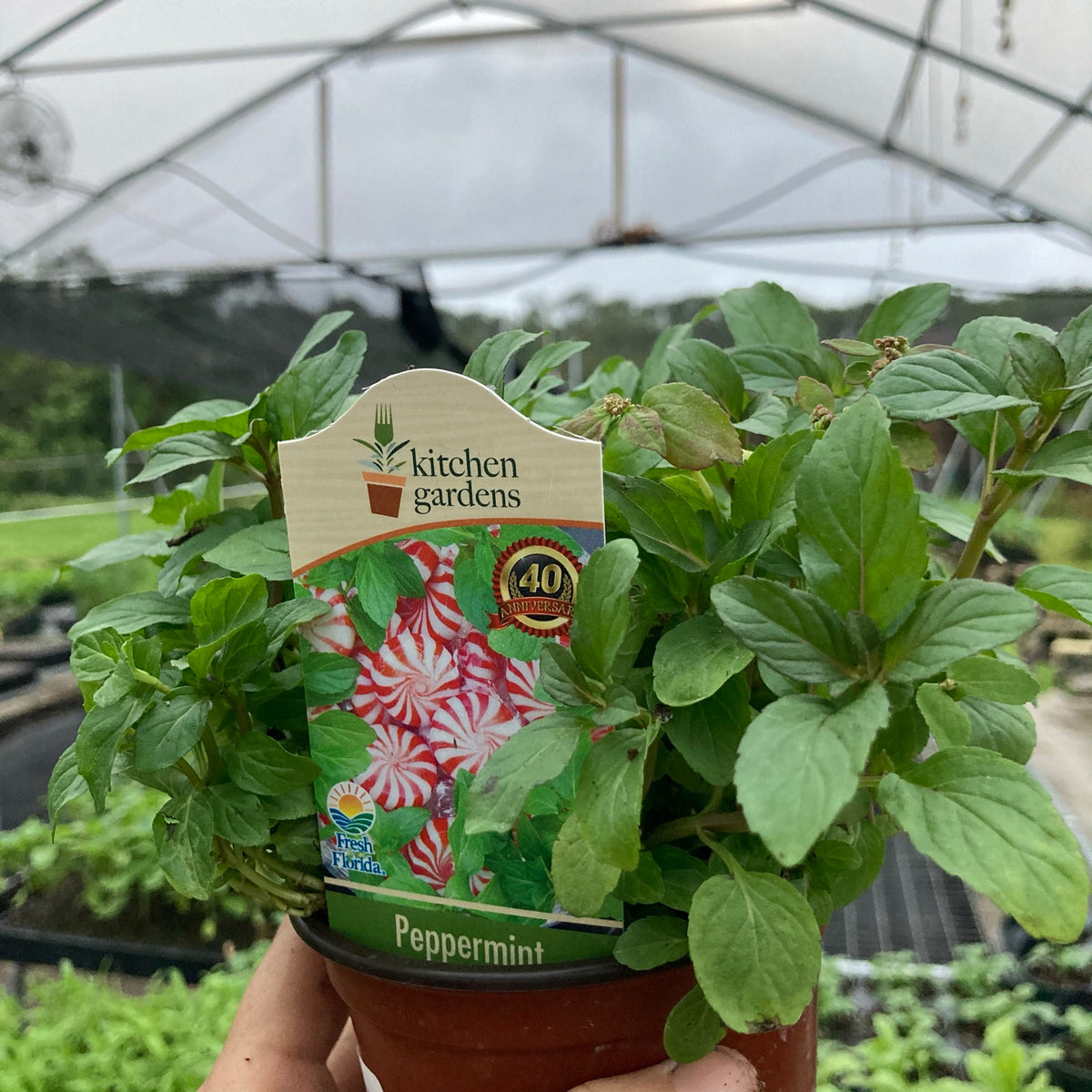 Peppermint