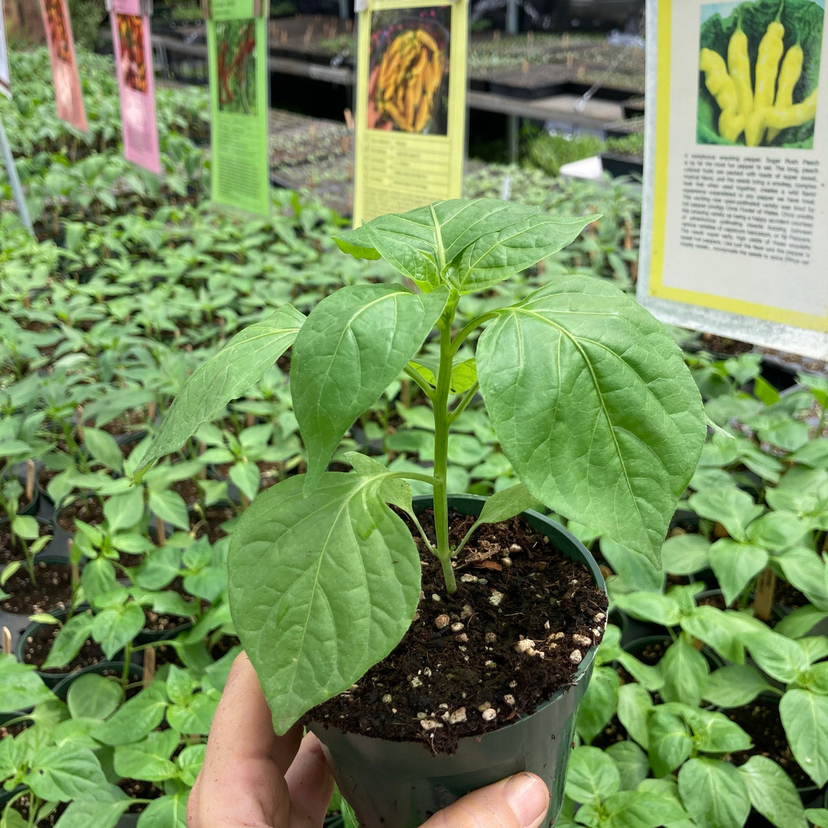 Sweet Banana Pepper