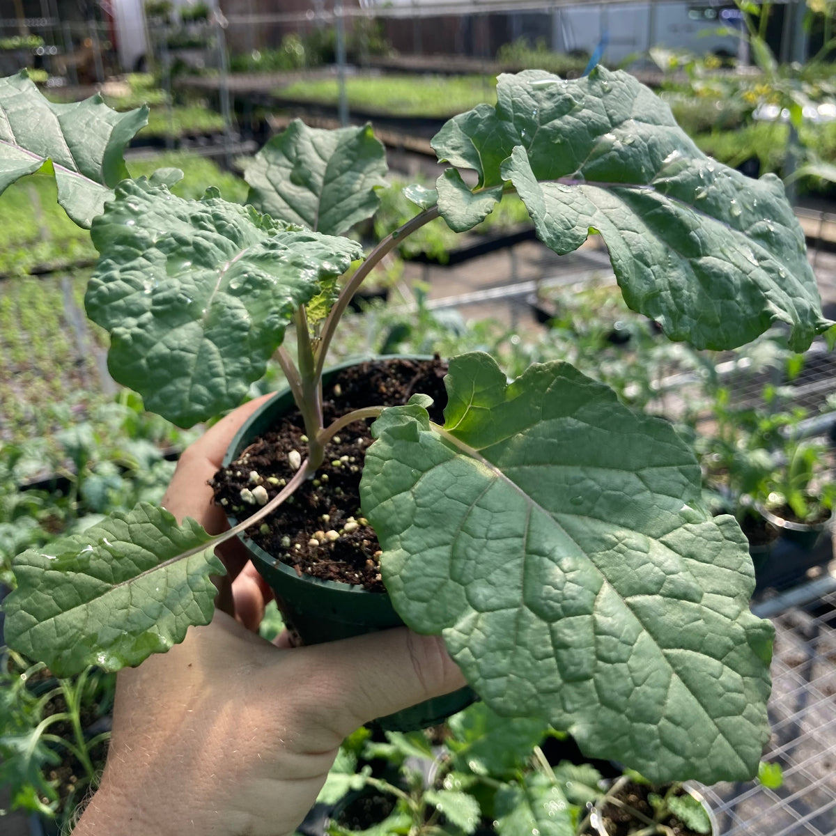 Rainbow Kale