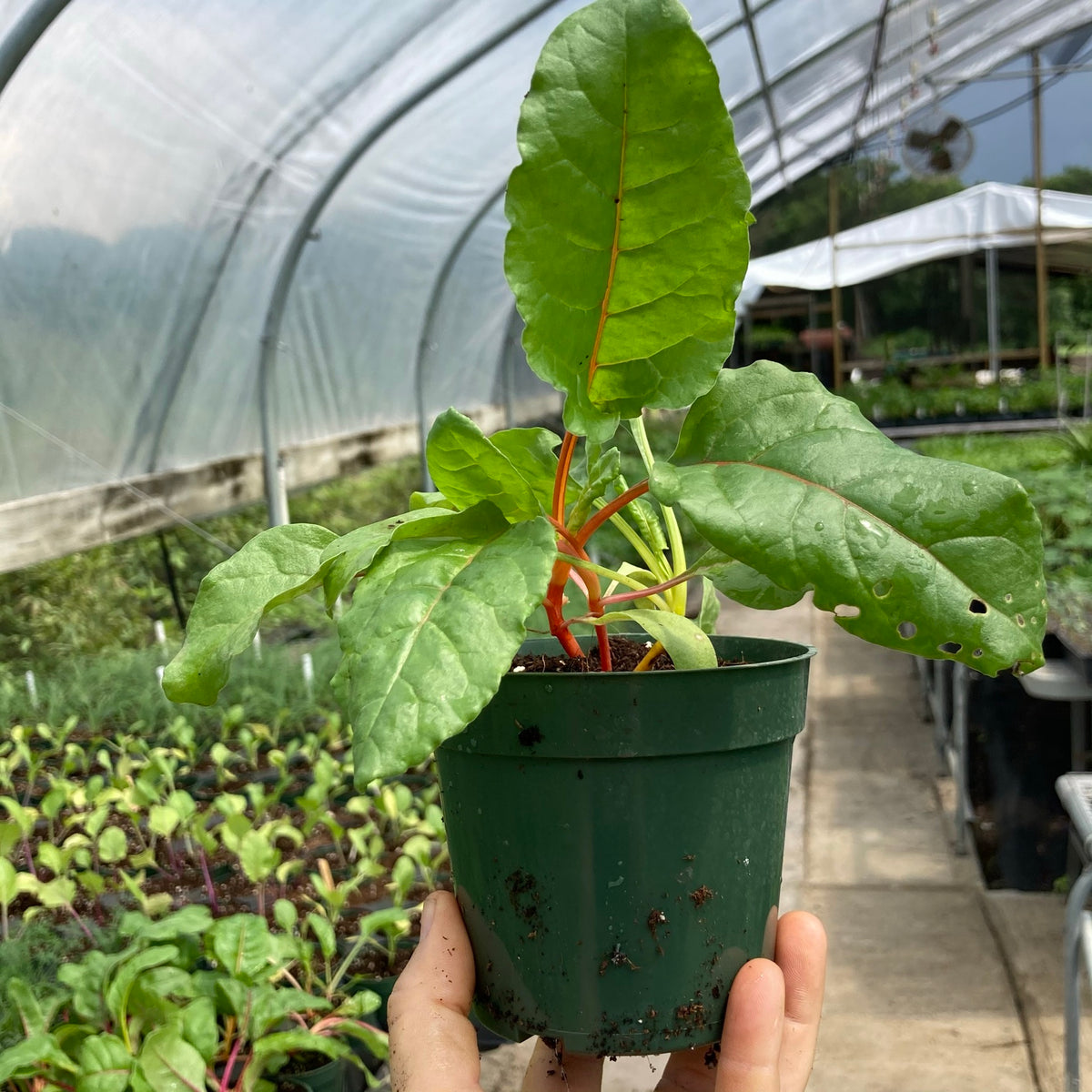 Rainbow Chard