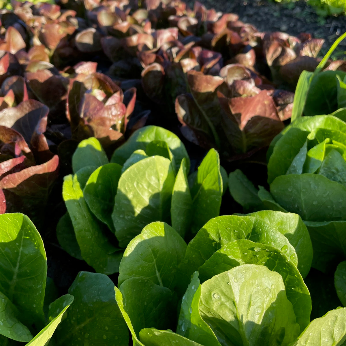 Gem Romaine 6 pack