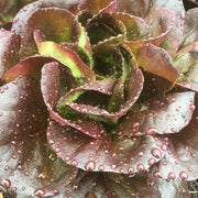 Red Butter Salanova Lettuce