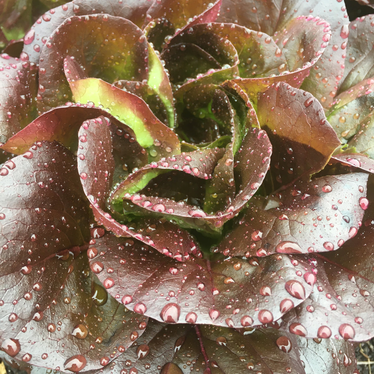 Red Butter Salanova Lettuce