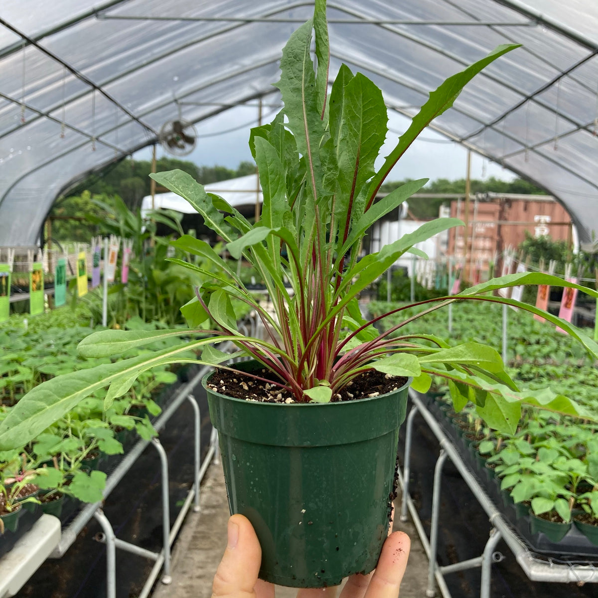 Red Stemmed Dandelion