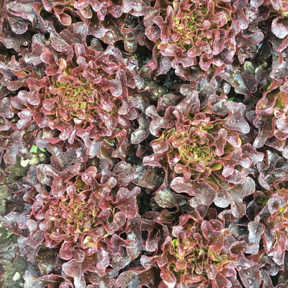 Red Oakleaf Salanova Lettuce