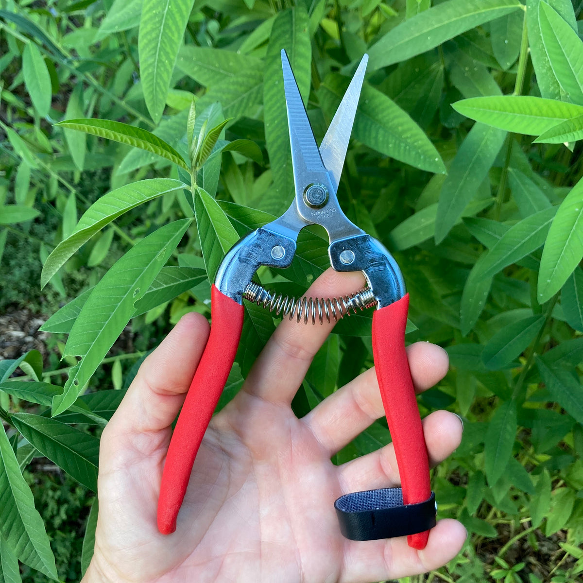 Terrebonne Stainless Straight Shears