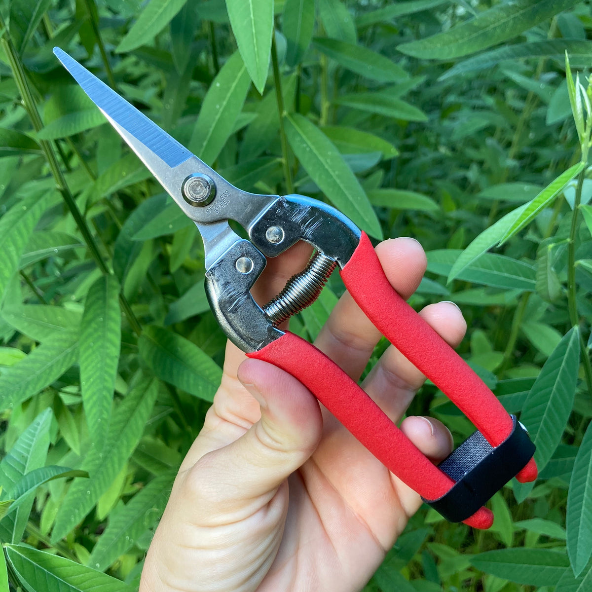 Terrebonne Stainless Straight Shears