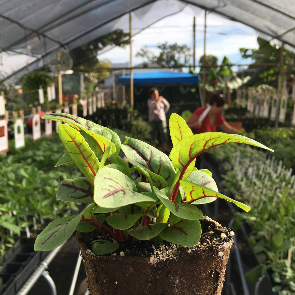 Red Veined Sorrel