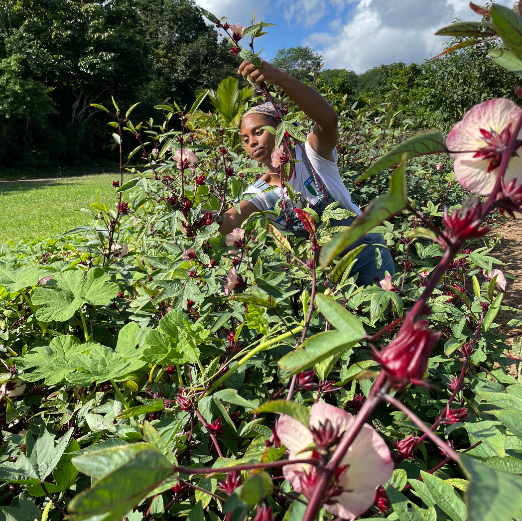 Roselle (hibiscus sabdariffa) 50 seeds