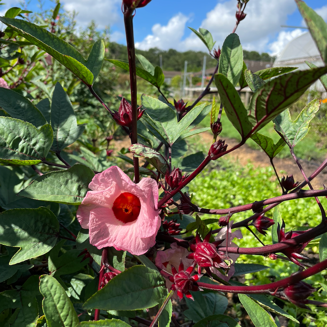 Roselle (hibiscus sabdariffa) 50 seeds